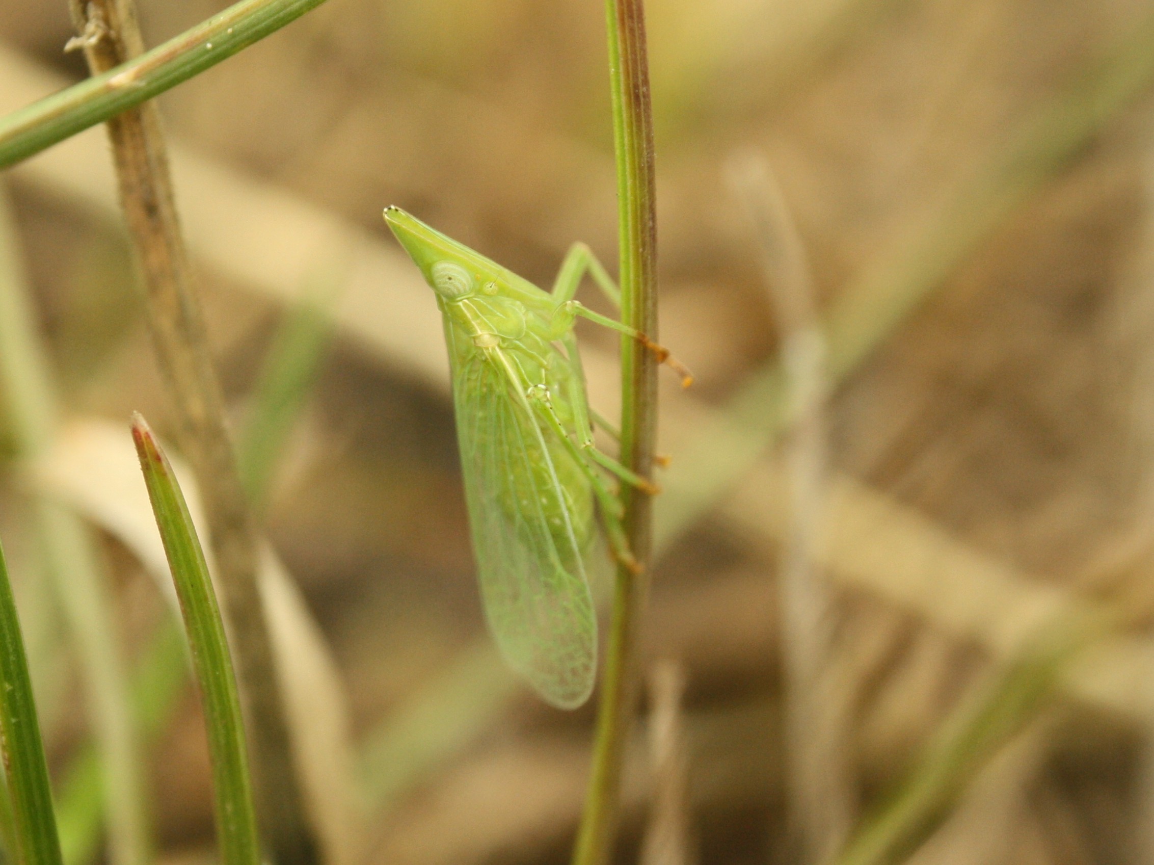 Europ�ischer Laternentr�ger