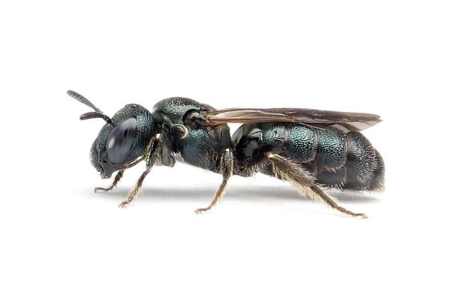Ceratina Cyanea