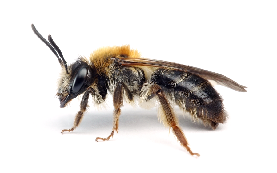 Andrena Fucata