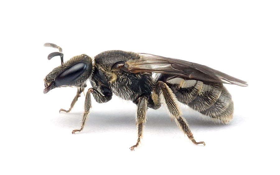 Lasioglossum Punctatissimum