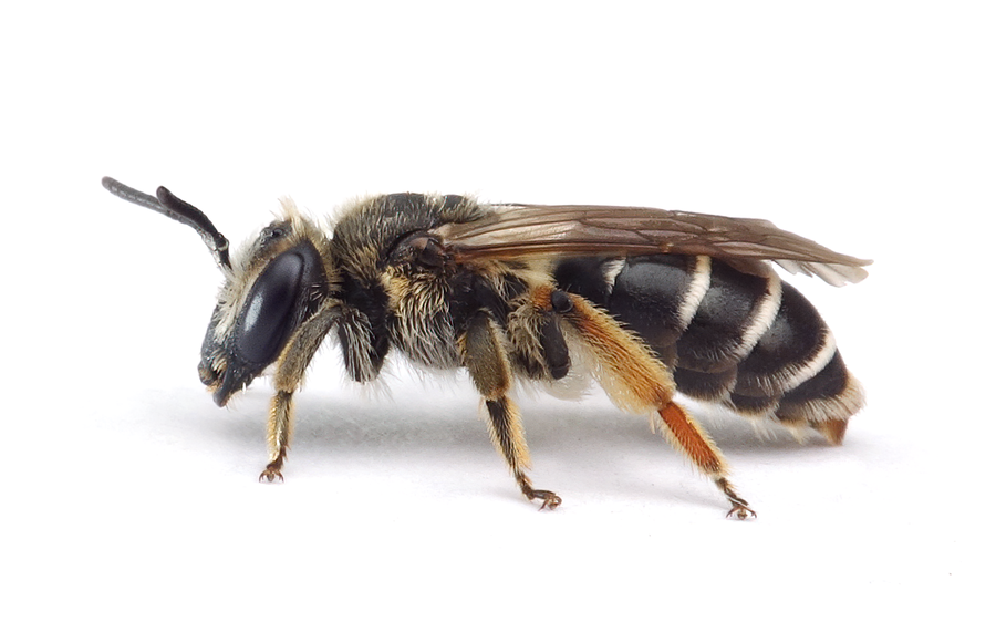 Andrena Ovatula