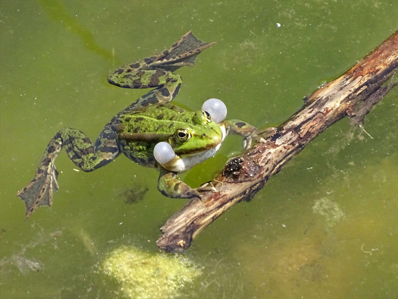 Amphibien Nabu Newspost