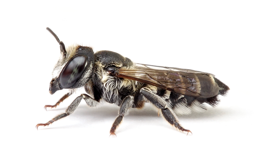 Megachile Apicalis