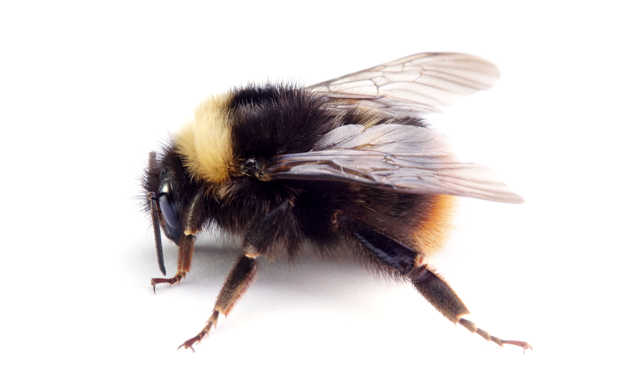 Bombus Pratorum
