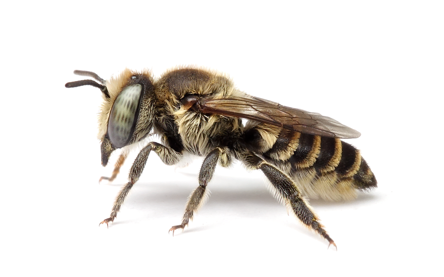 Megachile Pilidens