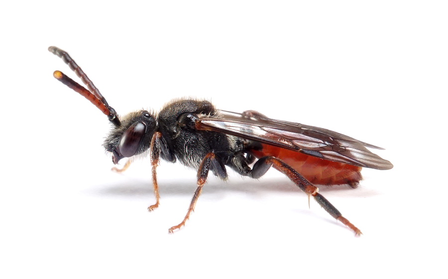 Nomada Fabriciana