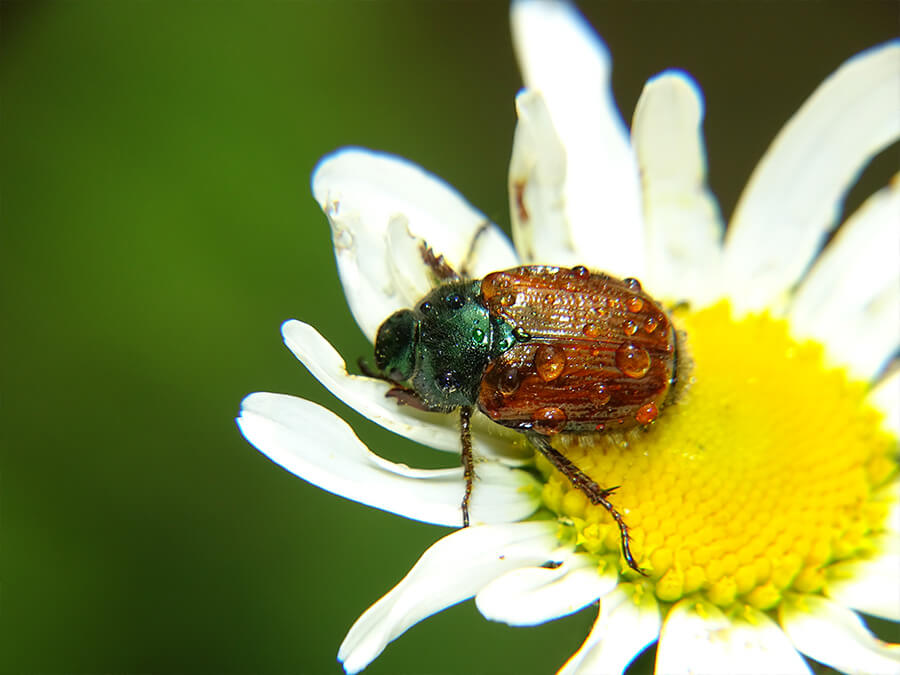 43a88df85f00f59b531aea10527edbac