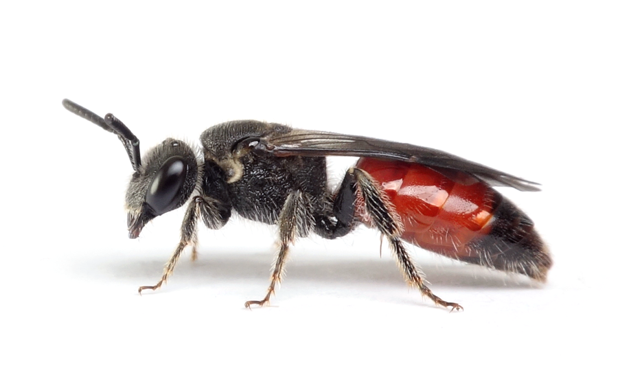 Sphecodes Pellucidus