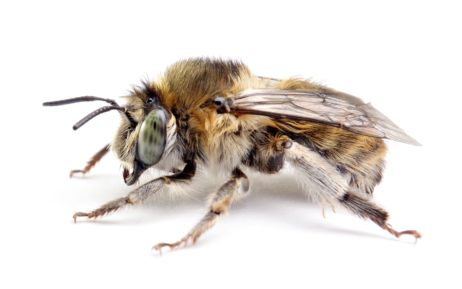 Anthophora Quadrimaculata