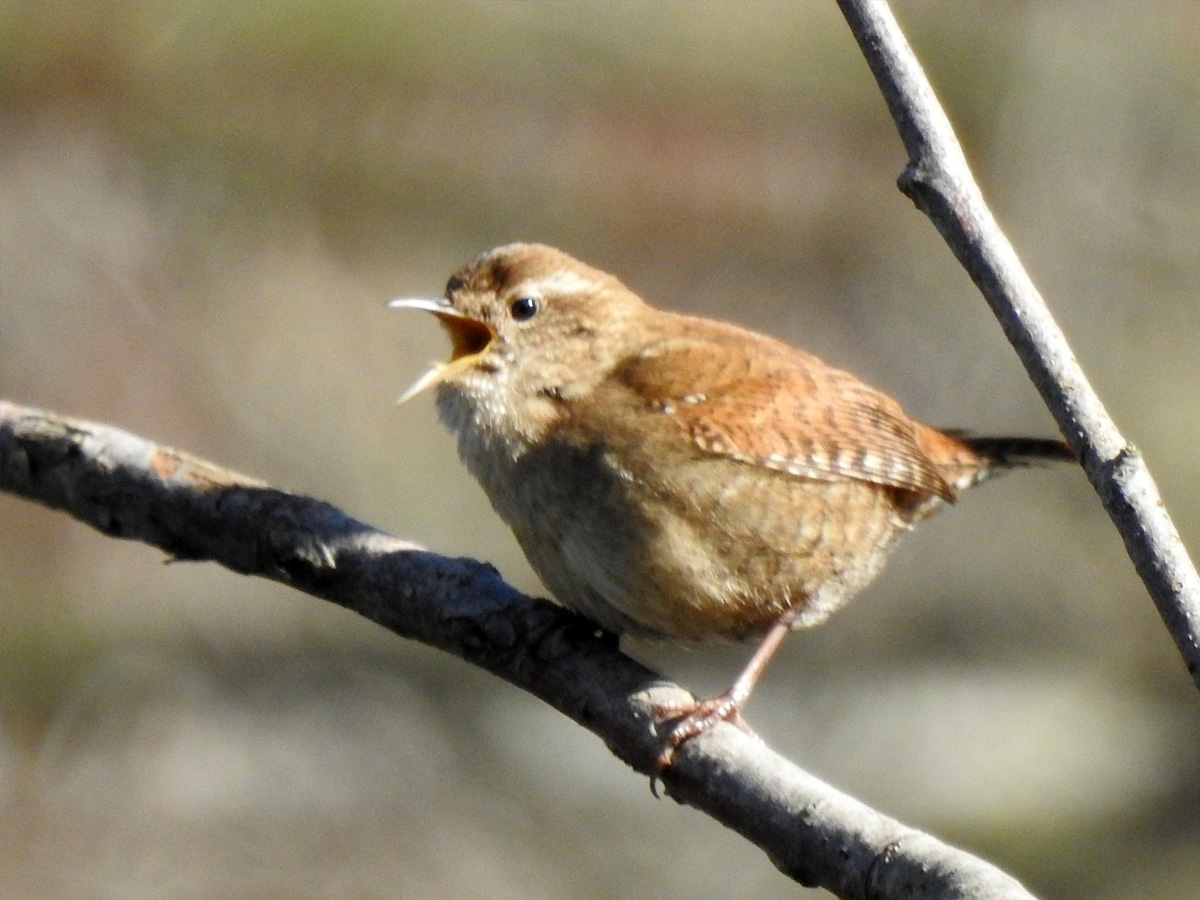 7e5180e36691c5ee0bd2b28e7c7a5fdc