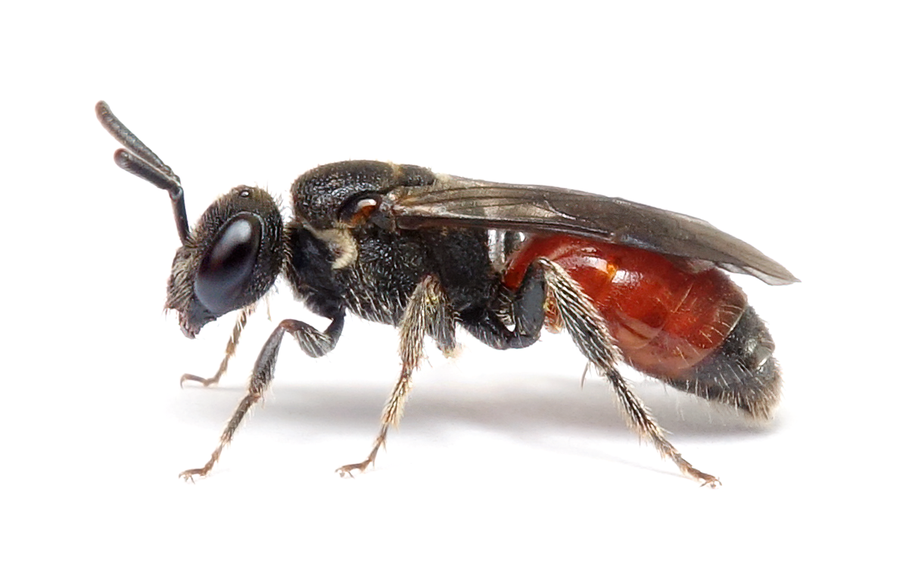 Sphecodes Ephippius