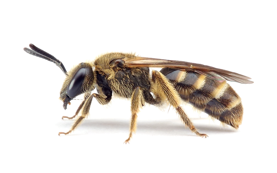 Lasioglossum Calceatum