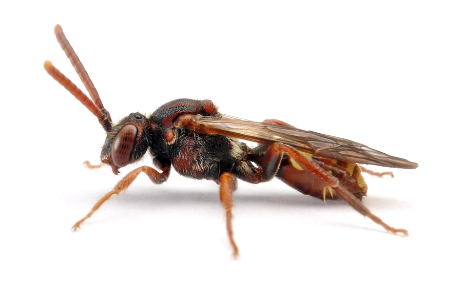 Nomada Ruficornis
