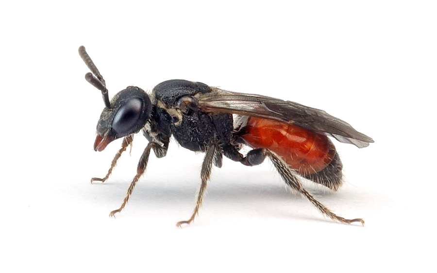 Sphecodes Puncticeps