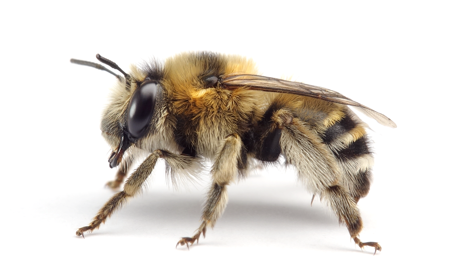 Anthophora Aestivalis