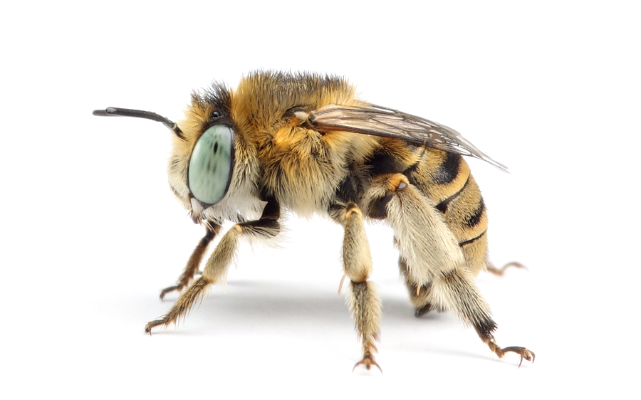 Anthophora Bimaculata