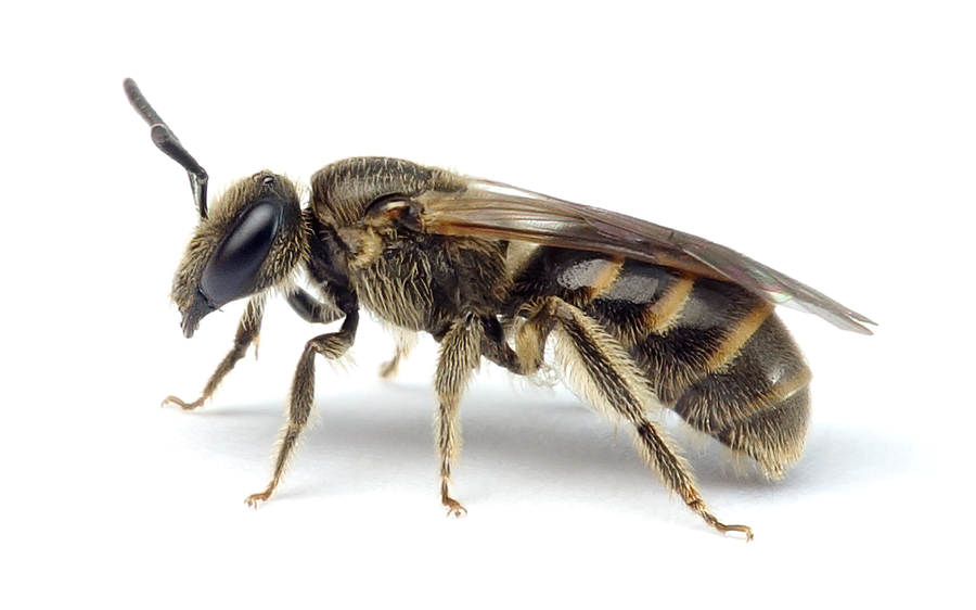 Lasioglossum Laticeps