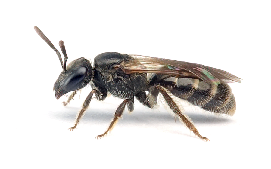 Lasioglossum Minutulum
