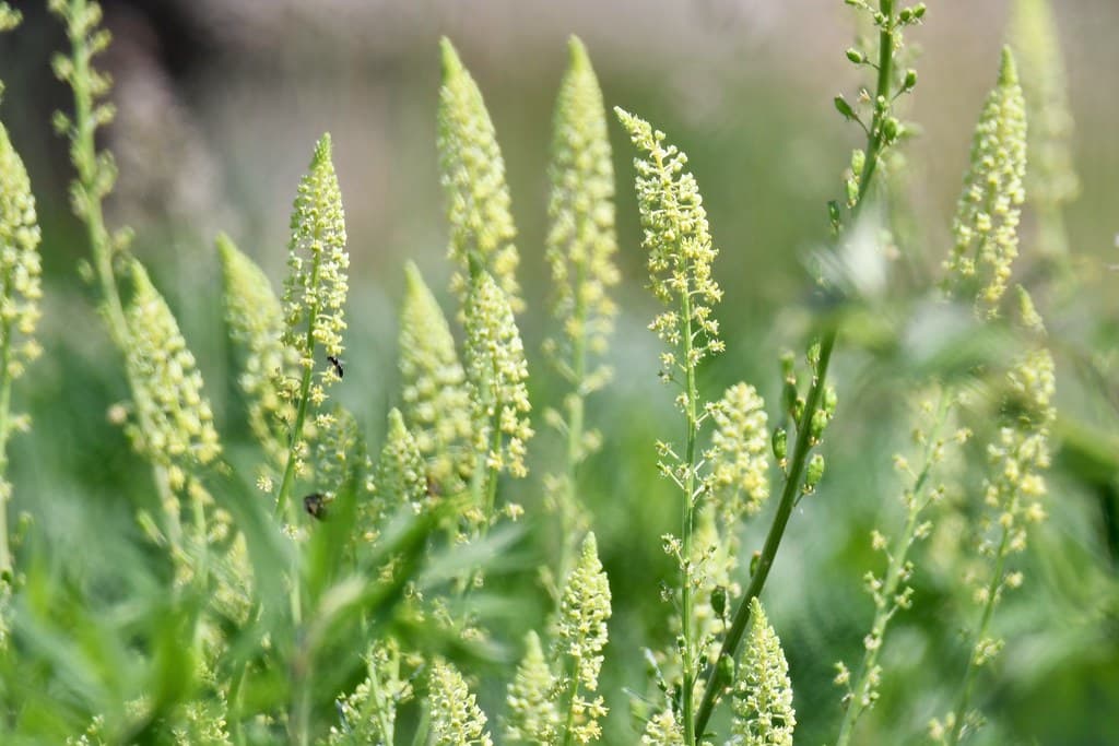Gelbe Resede in Blüte mit Insekt