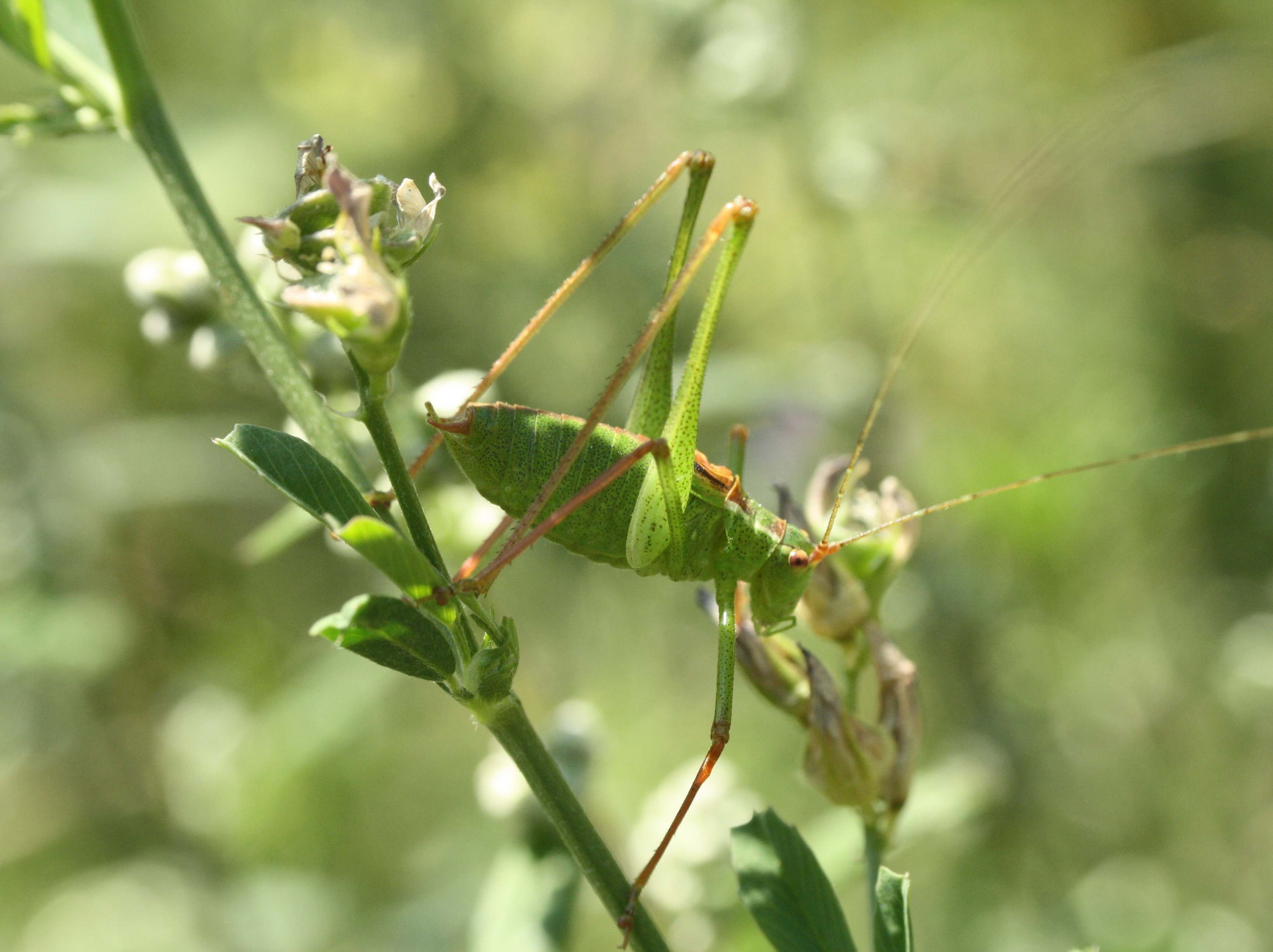 Punktierte Zartschrecke