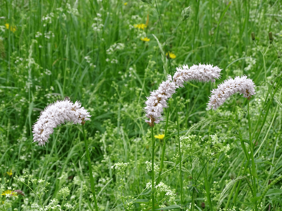 Efce43145b22a0b9e480ee1a9f3ffa23