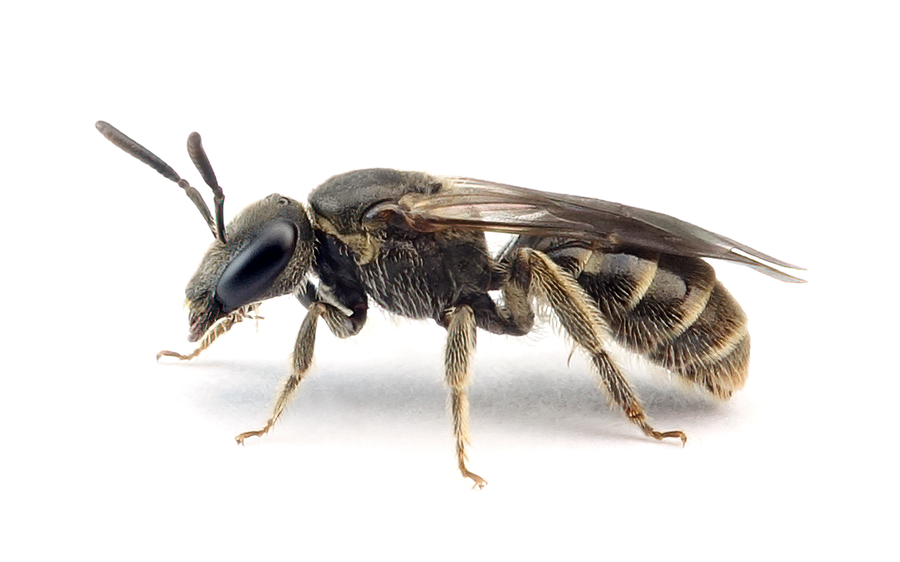 Lasioglossum Sexstrigatum