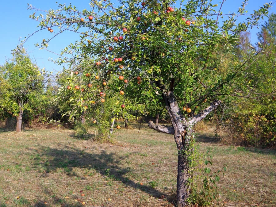 4090c704afb561a41944f5087ce266bf