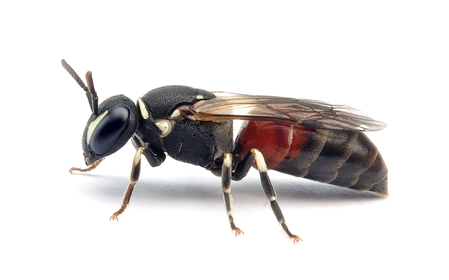 Hylaeus Variegatus