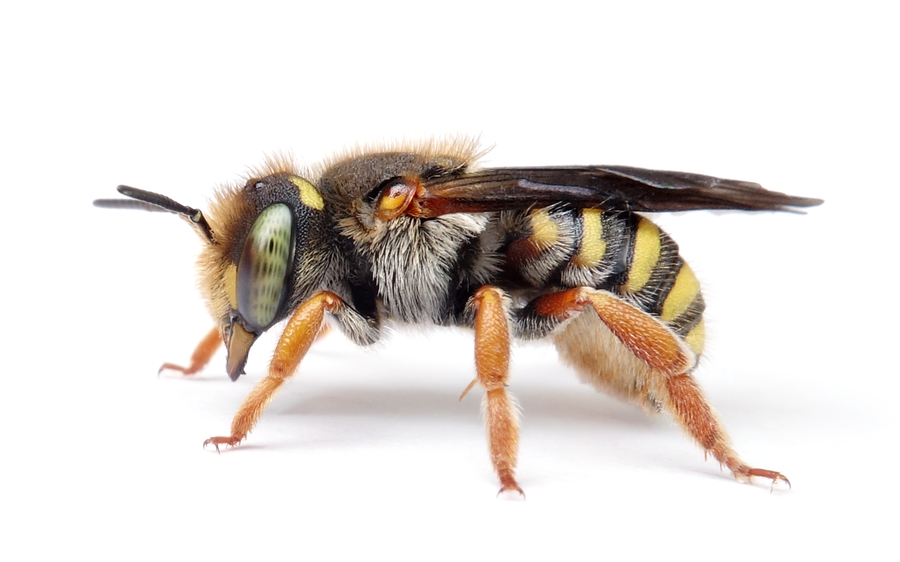 Anthidium Oblongatum