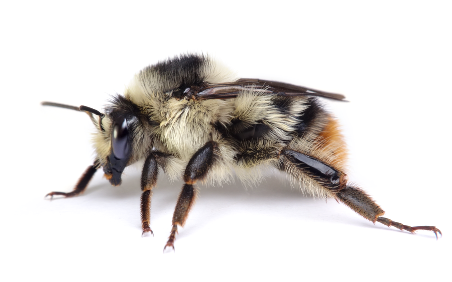 Bombus Sylvarum