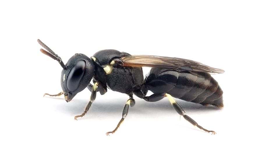 Hylaeus Dilatatus