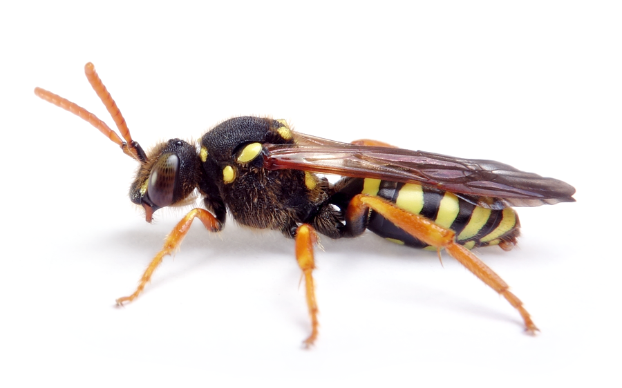 Nomada Goodeniana