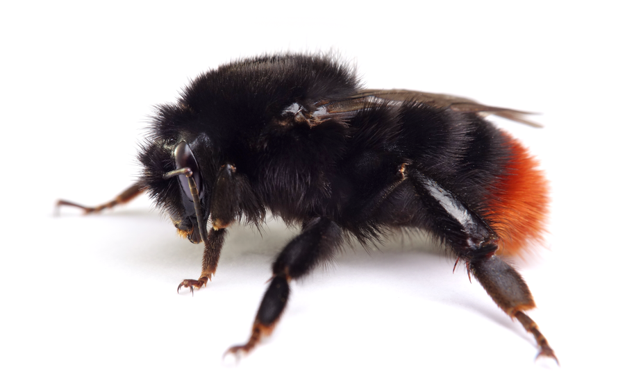 Bombus Lapidarius