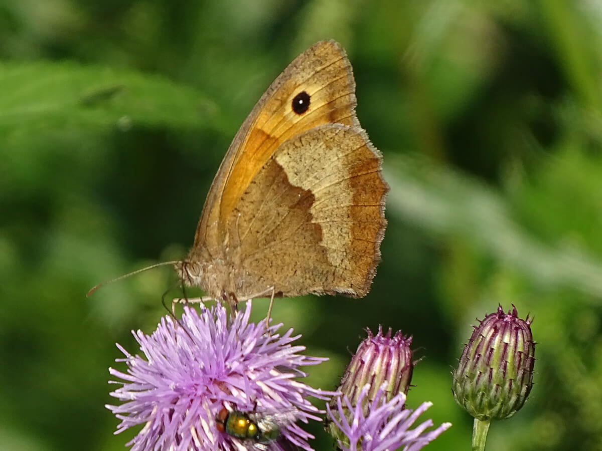 77a2191d794fe678b0f259092ae6df9b