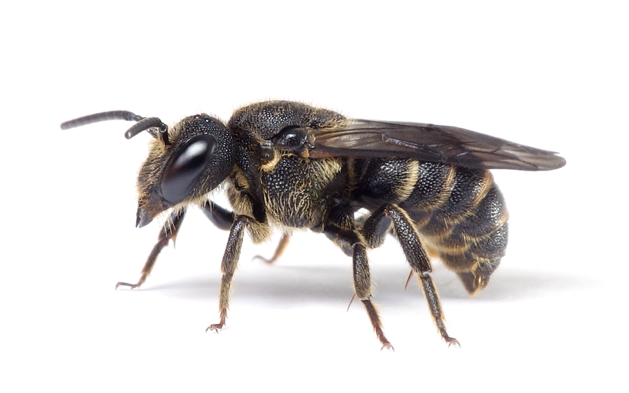 Stelis Punctulatissima