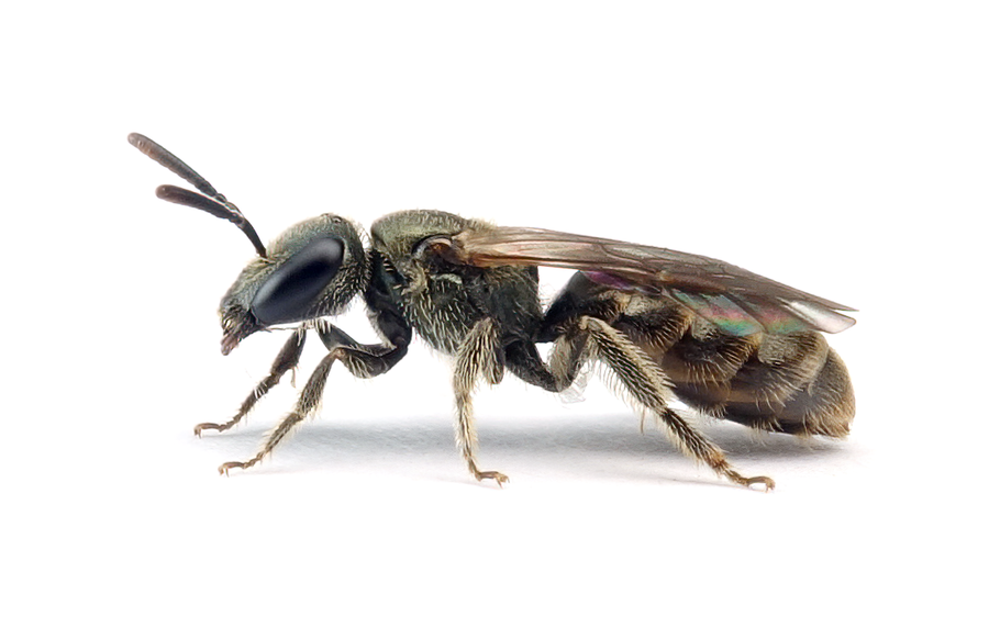 Lasioglossum Morio