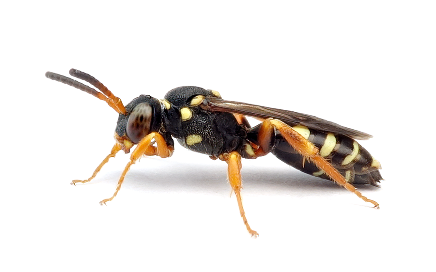 Nomada Rufipes