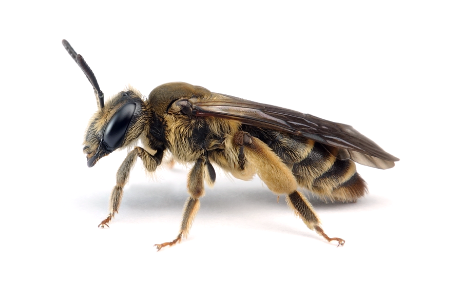 Andrena Pandellei