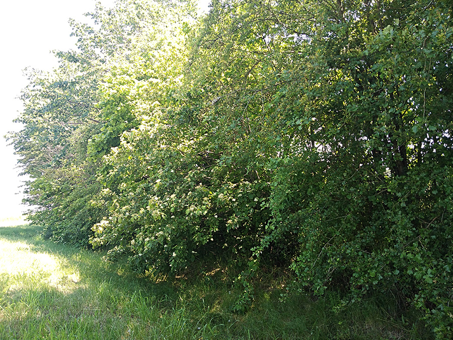 De6e450182a7397622e02c6eed88fff8