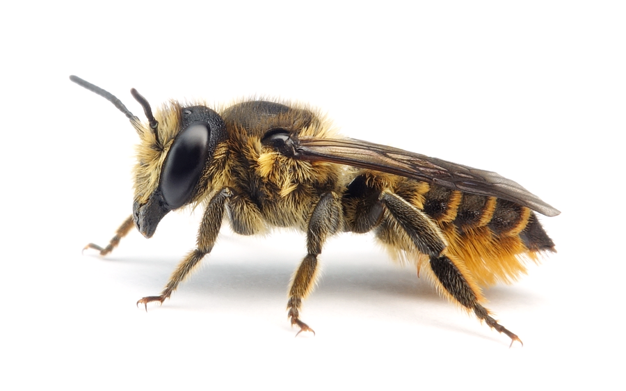 Megachile Centuncularis