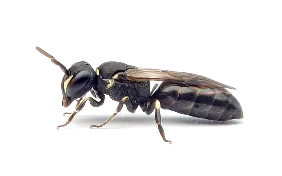 Hylaeus Styriacus