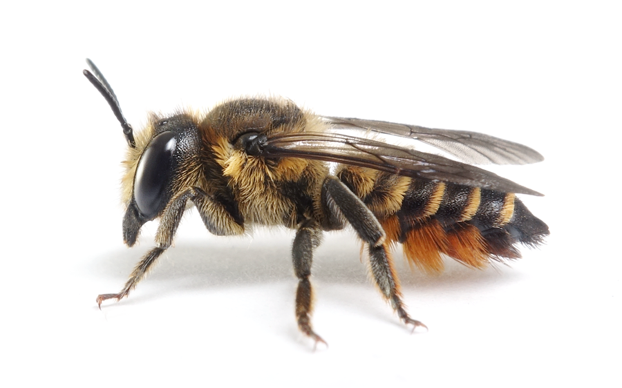 Megachile Versicolor