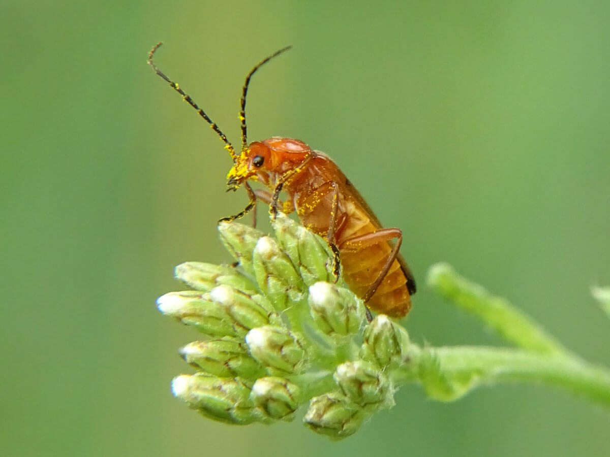 Gemeiner Weichkäfer