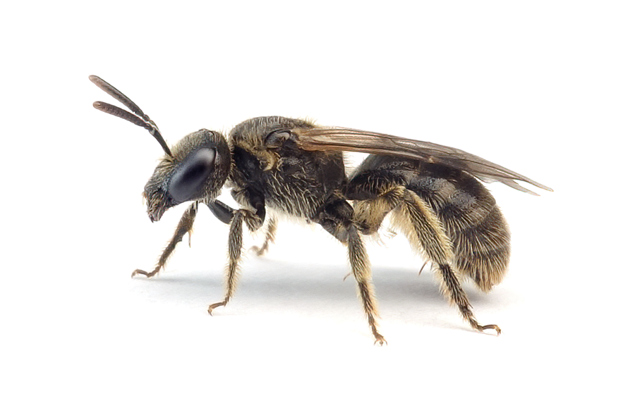 Lasioglossum Villosulum