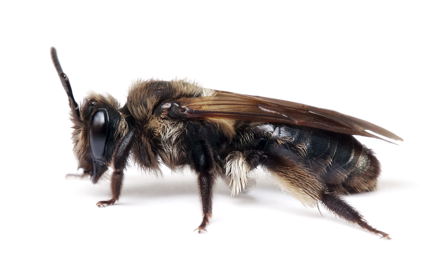 Andrena Pilipes