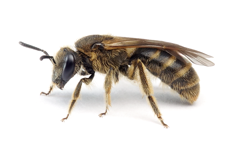 Lasioglossum Malachurum