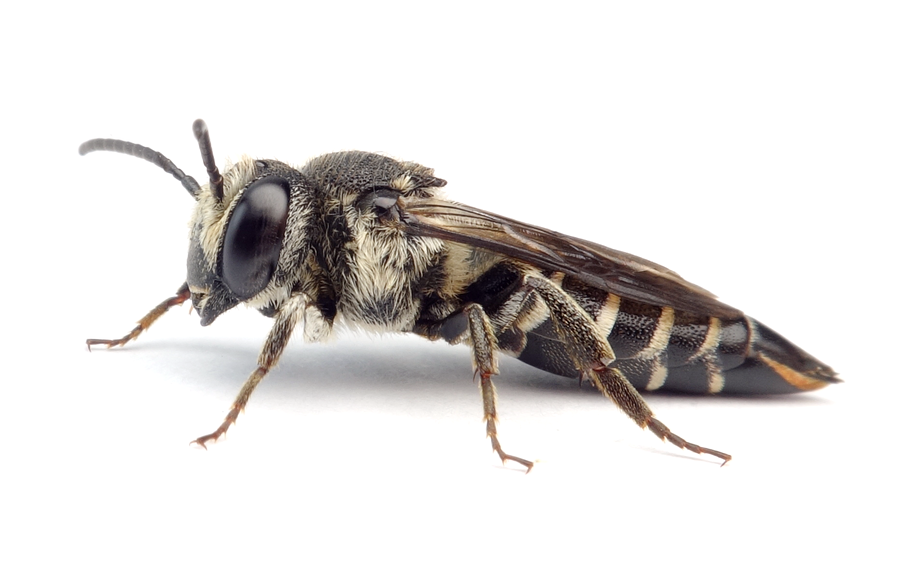 Coelioxys Aurolimbata