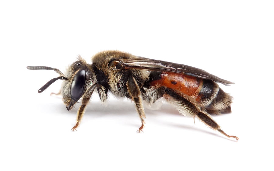 Andrena Labiata