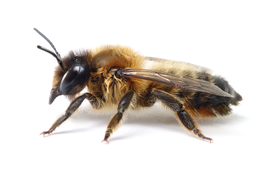 Megachile Circumcincta