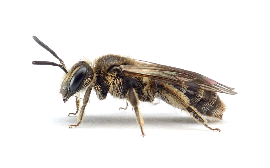Andrena Minutula